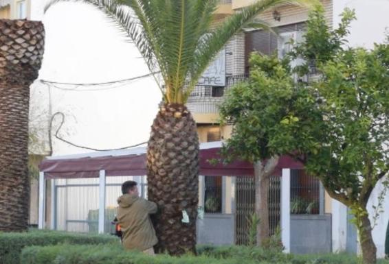 Las palmeras que tienen picudo rojo están siendo saneadas