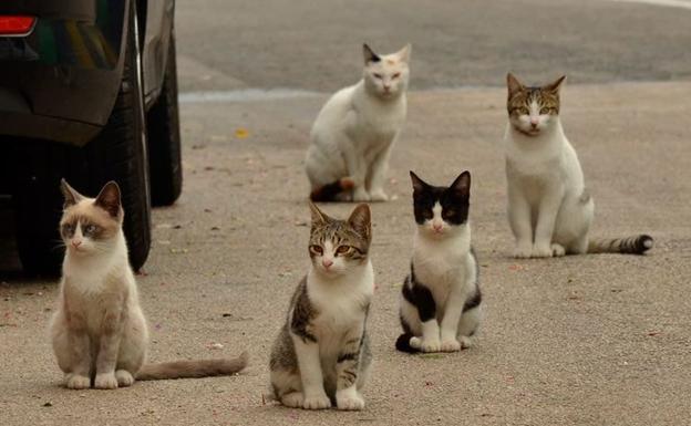 SOS Animales advierte de la aparición de gatos muertos cerca del Paseo de Extremadura