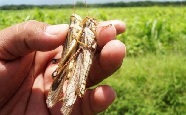 Agricultores y ganaderos de La Serena piden ayudas para combatir la plaga de langosta