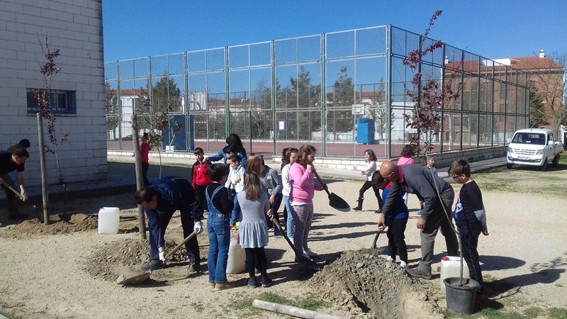 Árboles para dar sombra en el cole