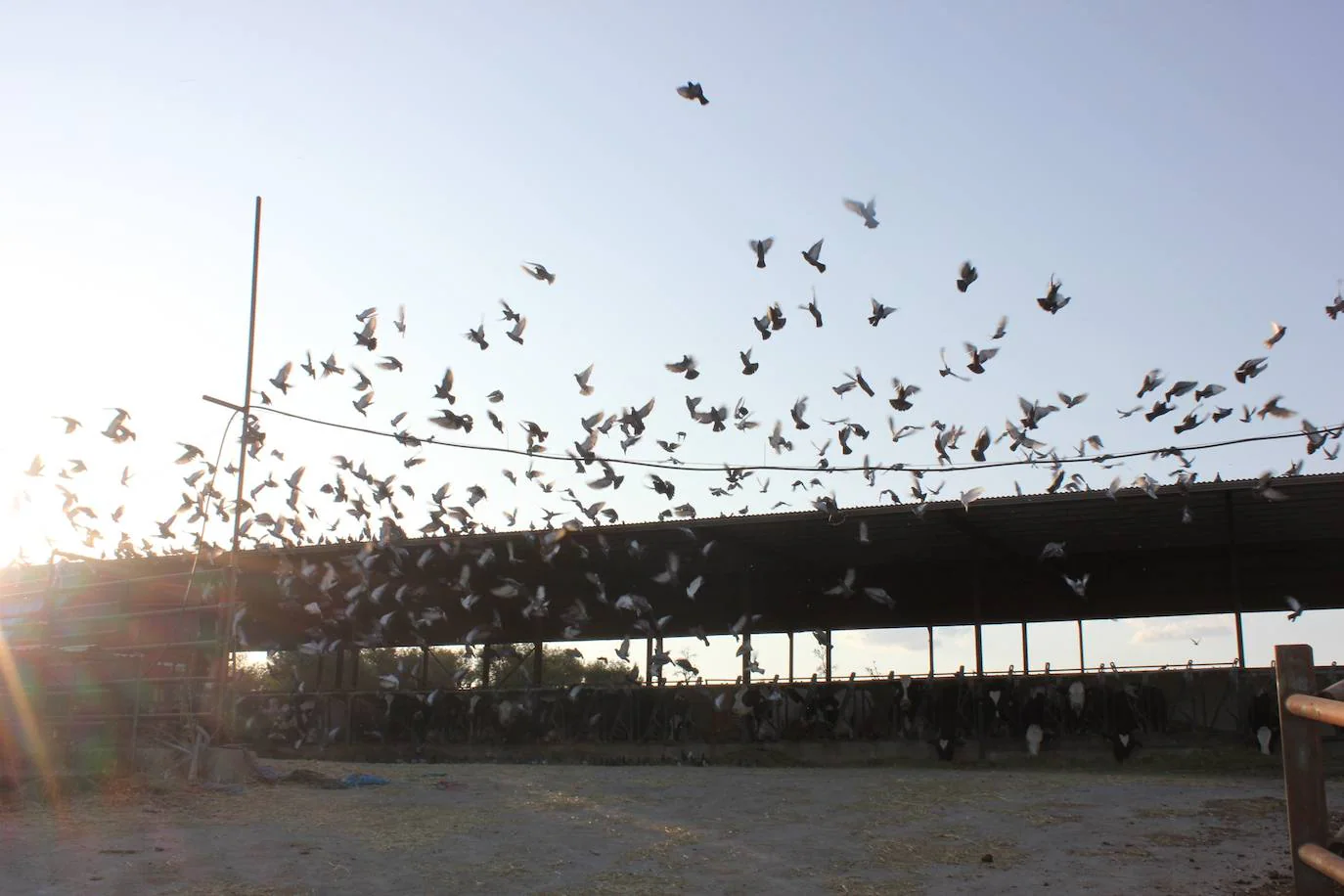 Las crecientes colonias de pájaros agudizan la preocupación y malestar de los vecinos