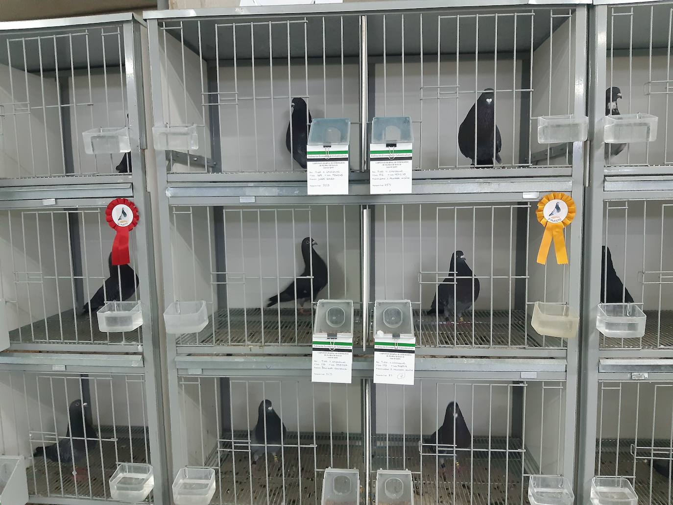 262 palomas participan en el Concurso regional que se celebra este fin de semana en Casar de Cáceres