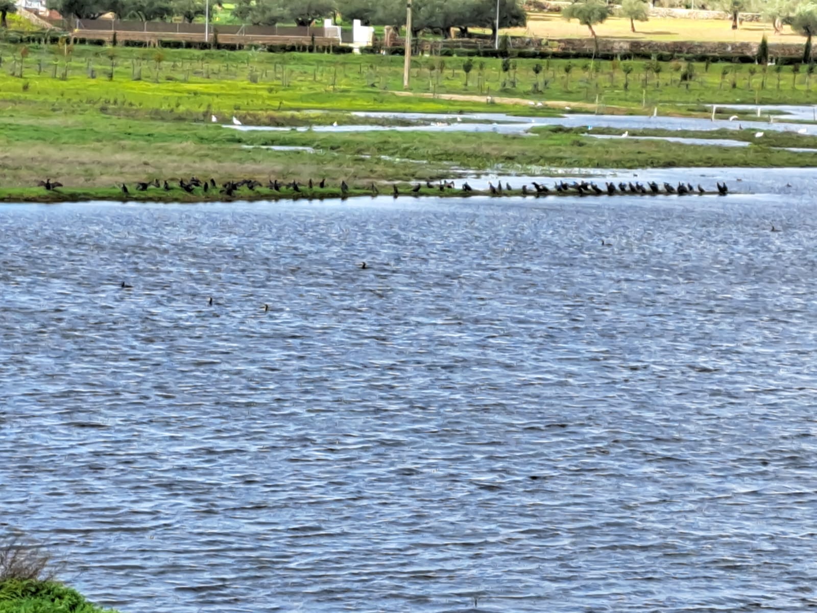 Autorizan a la Sociedad de Pescadores a ahuyentar la gran presencia de cormoranes con cohetes