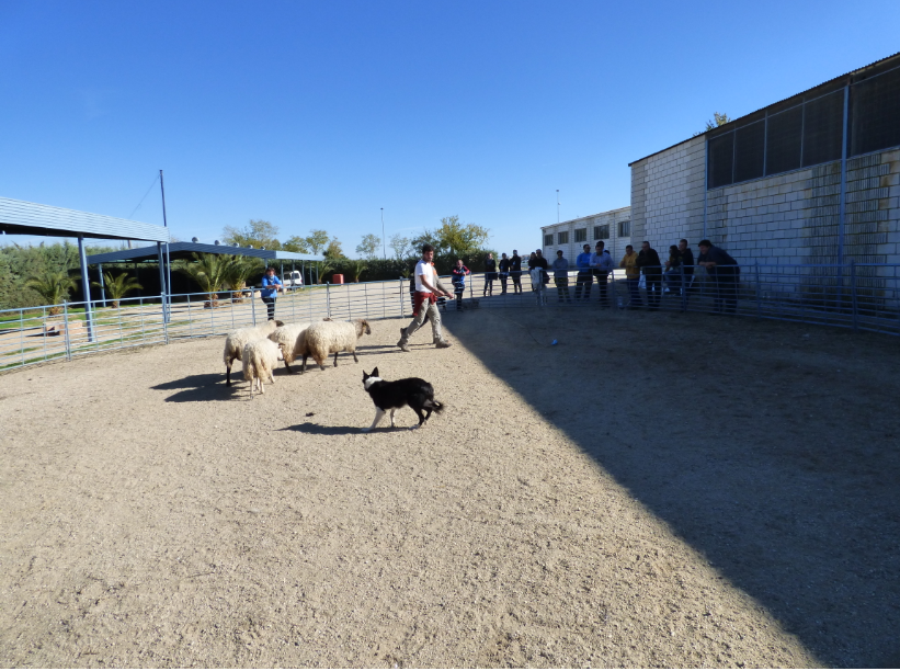 La Escuela de Pastores de Extremadura organiza un seminario de 'Adiestramiento de Perros de Pastor'