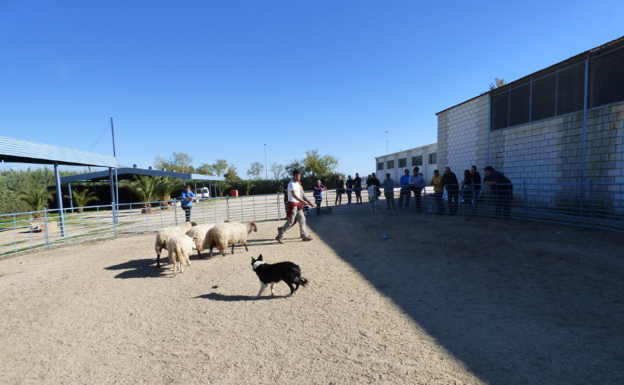 La Escuela de Pastores finaliza otro curso de adiestramiento de perro de pastor