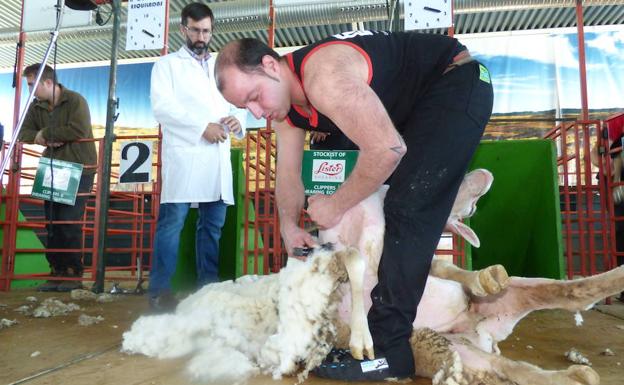 El esquilador de Cabeza del Buey, Manuel María Calvo, se proclamó campeón de España de esquileo de ovejas merinas