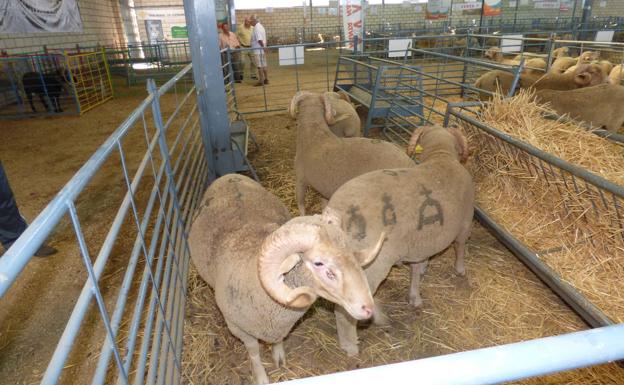 La 34 Edición General del Salón Ovino de La Serena acogió los concursos morfológicos de ganado selecto de la raza Merina y de las razas de Ovinos Precoces