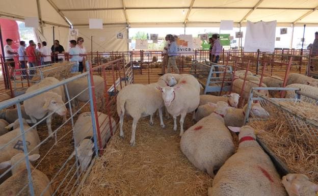El tradicional rodeo de ganado ovino volvió a la feria de Castuera