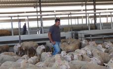 El virus coloca bajo mínimos al sector del ovino