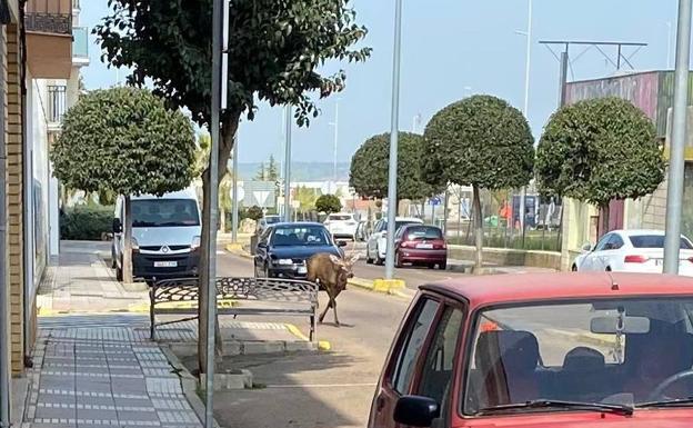 Un ciervo recorre las calles de la localidad /cedida