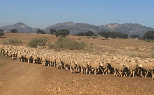 La Escuela de Pastores lanza 6 cursos virtuales de acceso libre a través del Campus Virtual