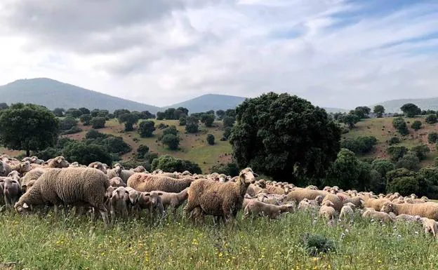 La IGP Cordero de Extremadura reivindica el papel fundamental del pastoreo en el mantenimiento de los ecosistemas