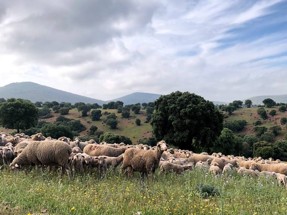 La IGP Cordero de Extremadura reivindica el papel fundamental del pastoreo en el mantenimiento de los ecosistemas