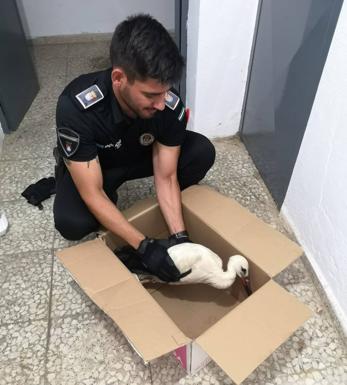 La Policía Local de Castuera recupera una cría de cigüeña que cayó de un nido del campanario de la iglesia