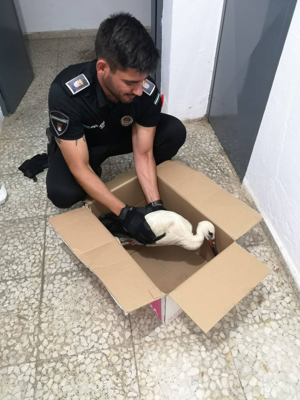 La Policía Local de Castuera recupera una cría de cigüeña que cayó de un nido del campanario de la iglesia