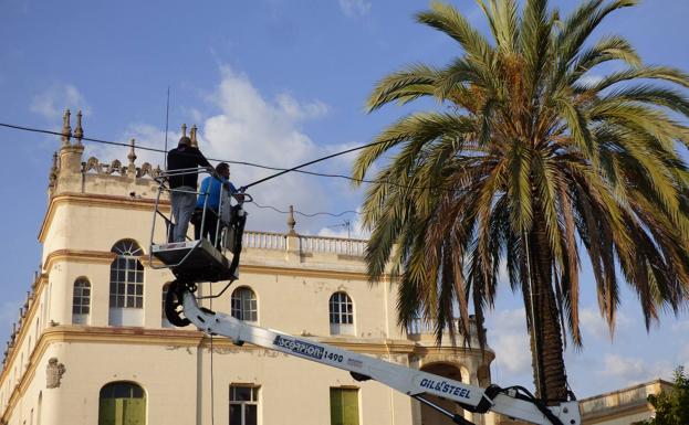 El ayuntamiento acomete una segunda oleada de la campaña para combatir el picudo rojo en las palmeras