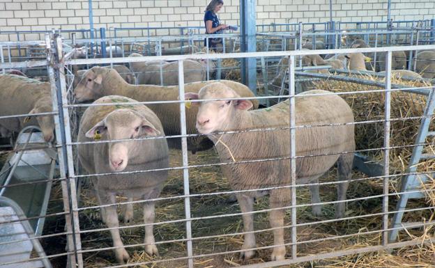 El Salón Ovino de La Serena reunirá a 349 de la raza Merina y 129 de las razas de Ovinos Precoces