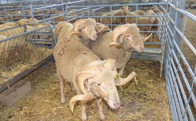 Publicados los resultados de los concursos morfológicos de ganado selecto de la raza Merina y de las razas de Ovinos Precoces