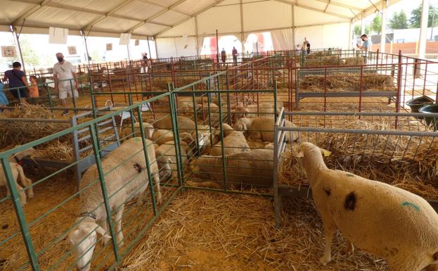 El tradicional rodeo de ganado ovino volvió a la feria de Castuera