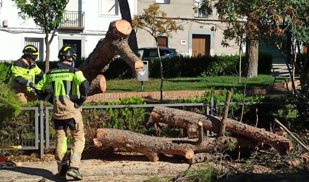 Los bomberos retiran un pino desplomado en el parque de la calle Calvario