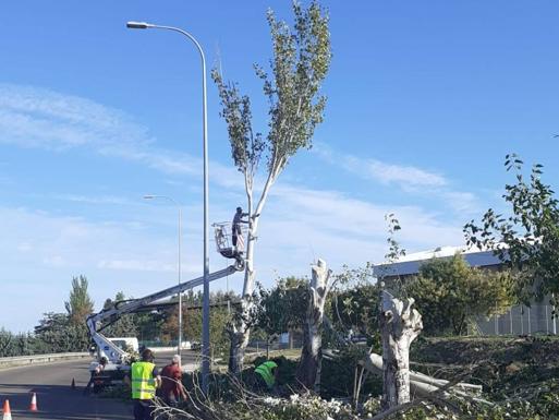 El ayuntamiento acomete un plan para prevenir la caída de arboles