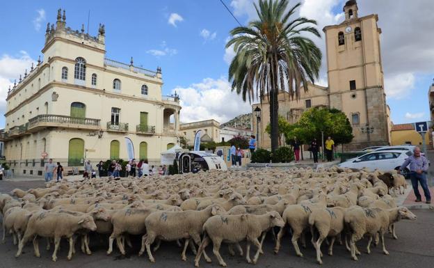 Castuera, punto de partida del 'Roadshow' itinerante de Interovic que durante tres años recorrerá las cañadas reales de España