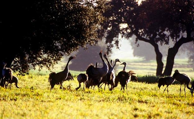 La comarca de La Serena, escenario de la llegada de las grullas