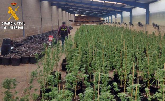La Guardia Civil interviene más de medio millar de plantas de marihuana en una explotación ganadera de Zalamea de la Serena
