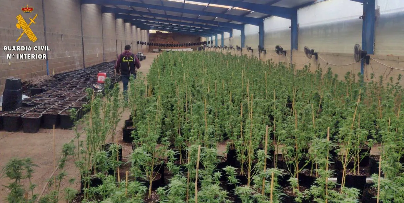 La Guardia Civil interviene más de medio millar de plantas de marihuana en una explotación ganadera de Zalamea de la Serena