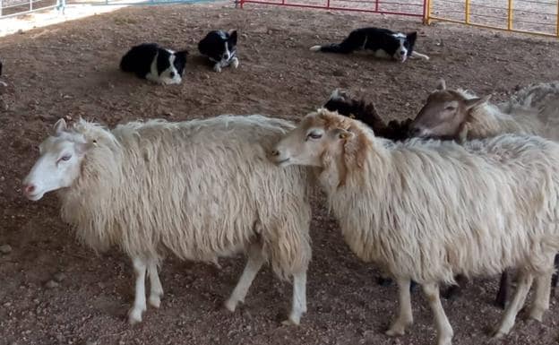 La Escuela de Pastores de Extremadura finaliza otro curso de adiestramiento de perro de pastor
