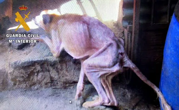 La Guardia Civil investigó a un vecino de Zalamea de la Serena por un supuesto delito de maltrato animal