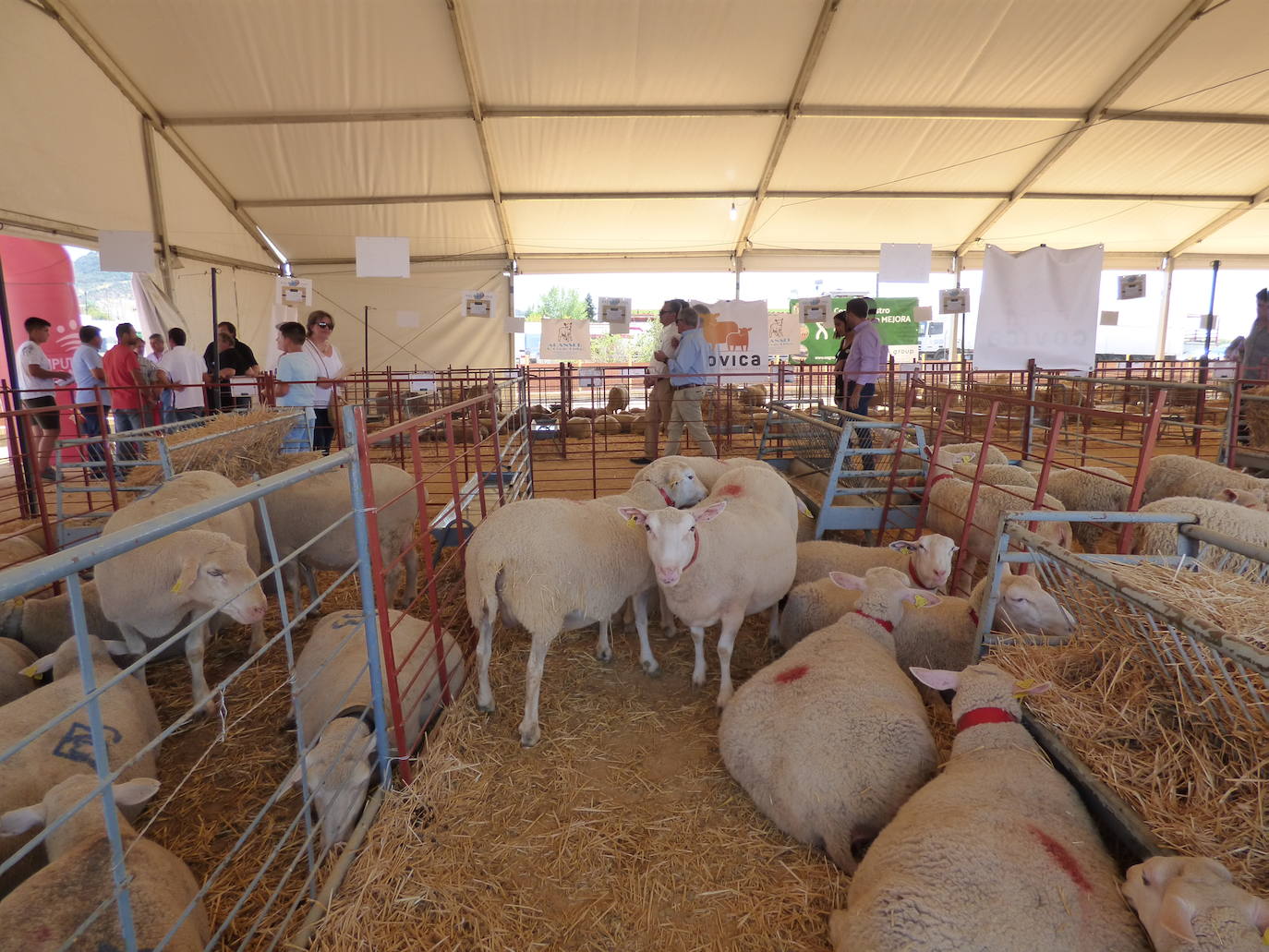 El tradicional rodeo de ganado ovino se celebrará los días 6, 7 y 8 de septiembre