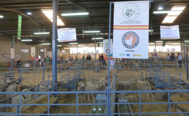 Los concursos morfológicos premian a los mejores ejemplares de ganado selecto de la raza Merina y de las razas de Ovinos Precoces