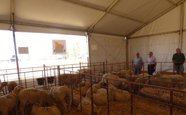 El concurso del tradicional Rodeo de Ganado Ovino reparte premios a los mejores ejemplares machos y hembras