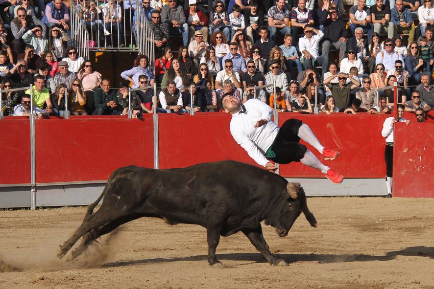 Clausura la Feria Internacional de Toro con éxito de participación en todos los festejos