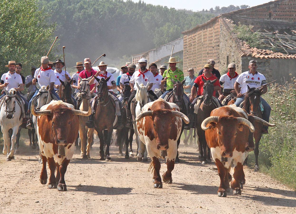 Comienza la semana grande de Coria con sus tradicionales encierros de San Juan