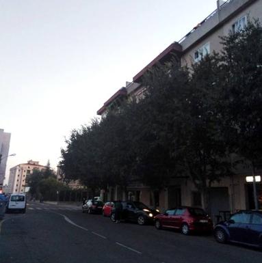 El Ayuntamiento realiza labores de tala en el arbolado urbano para una mayor seguridad de los viandantes