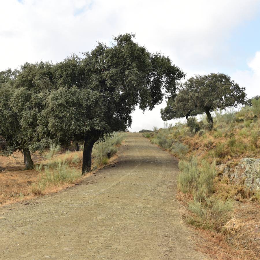 La segunda actuación en la Dehesa de Mínguez será la plantación de 1.182 quercus