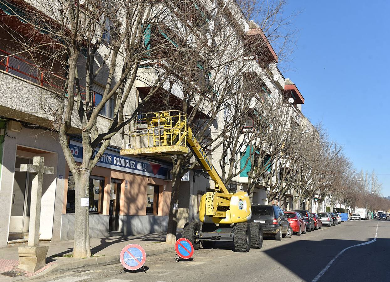 Comienza la campaña de poda en el arbolado urbano