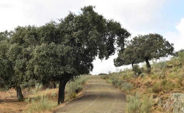 El Pleno de abril aprobó el proyecto de ordenación del monte de Mínguez