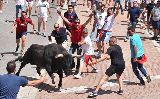 Ratonero, de la ganadería de Pablo Mayoral, deja un herido en la plaza
