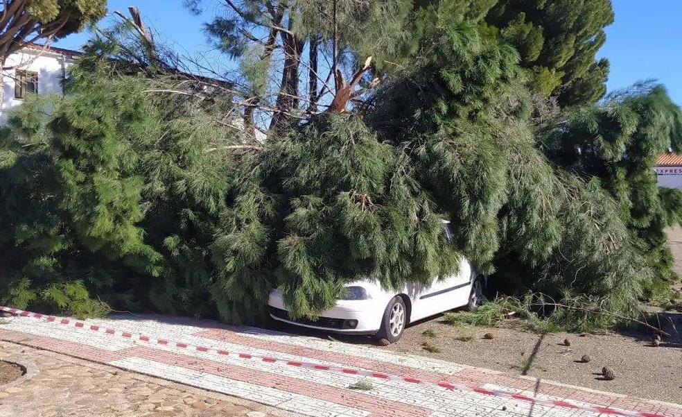 El viento derriba un árbol en Puebla de Argeme