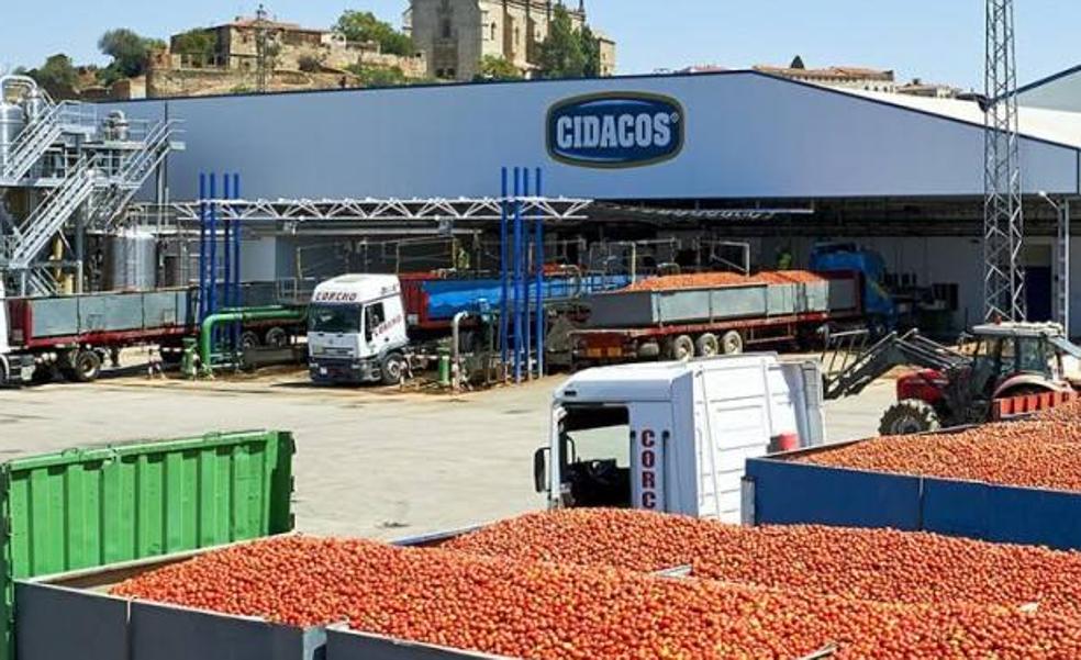 UATAE pide a los productores de tomate que no acepten precios por debajo de costes
