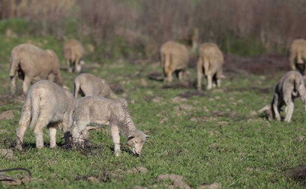Un rebaño de 4.000 ovejas pasará por Don Benito el día 13