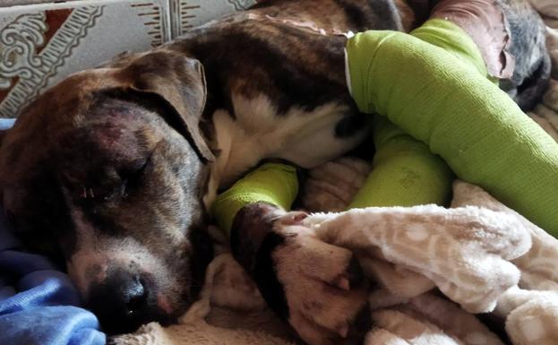 Hachiko pide ayuda para Marvel, un cachorro atropellado anoche en la carretera de El Torviscal