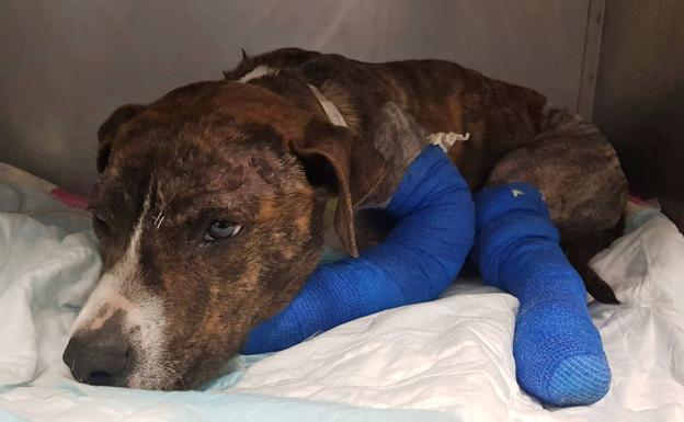 El cachorro Marvel, operado con éxito gracias a lo recaudado por la protectora Hachiko