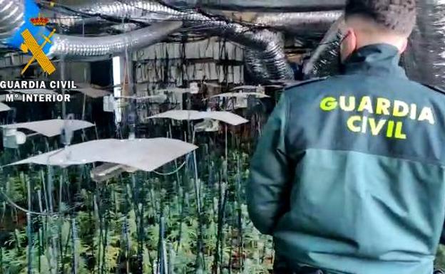 La Guardia Civil desmantela una plantación con 2.000 plantas de marihuana en una parcela de Don Benito