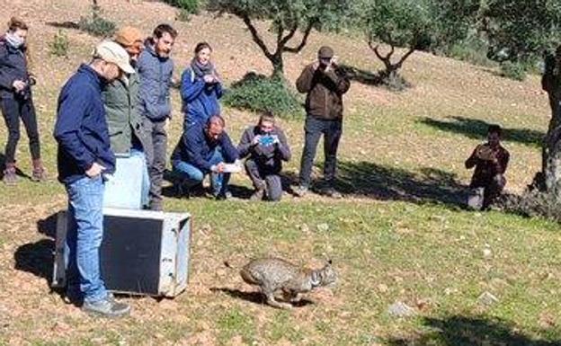 El lince 'Tanque' es liberado en el entorno del río Ortiga