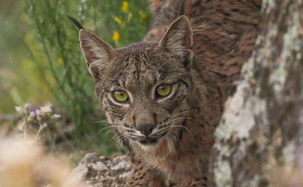 Condenado a dos años y un día de cárcel por matar a un lince en una finca de Don Benito