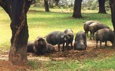 Dehesa Solobreña de Fregenal de la Sierra nominada en la tercera gala Porc d'Or Ibérico